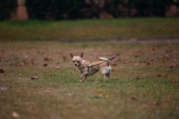 Animalcommunitydaily