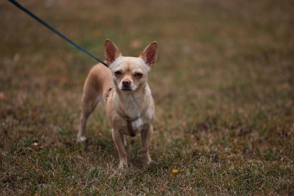 Collerette chien confortable : le choix idéal pour le bien-être