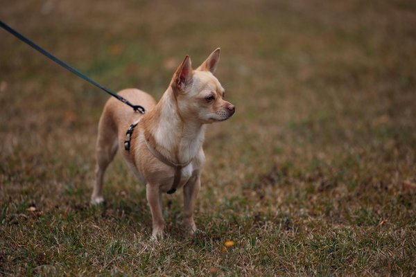 Guide d'achat pour un arbre à chat pour persans