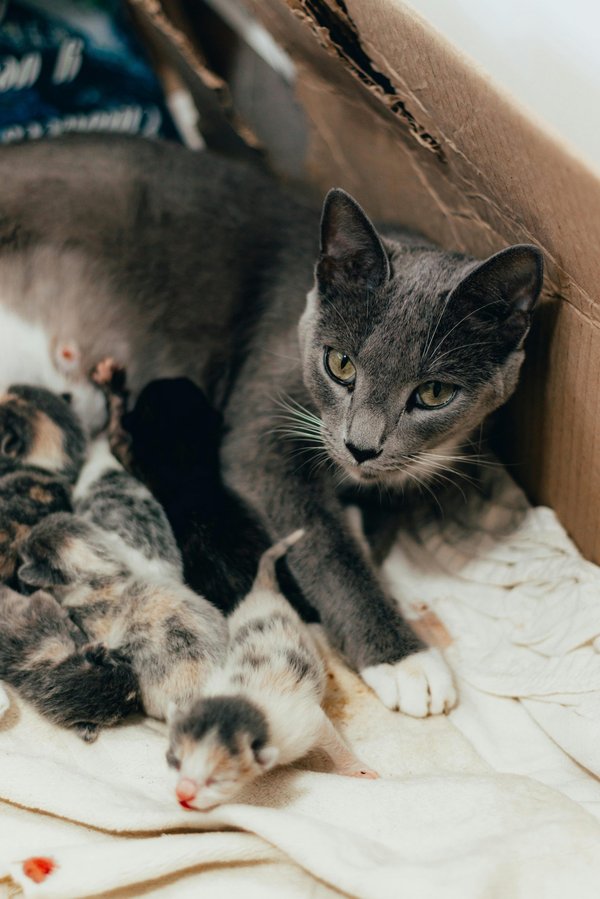 La litière auto-nettoyante pour le bien-être de votre chat